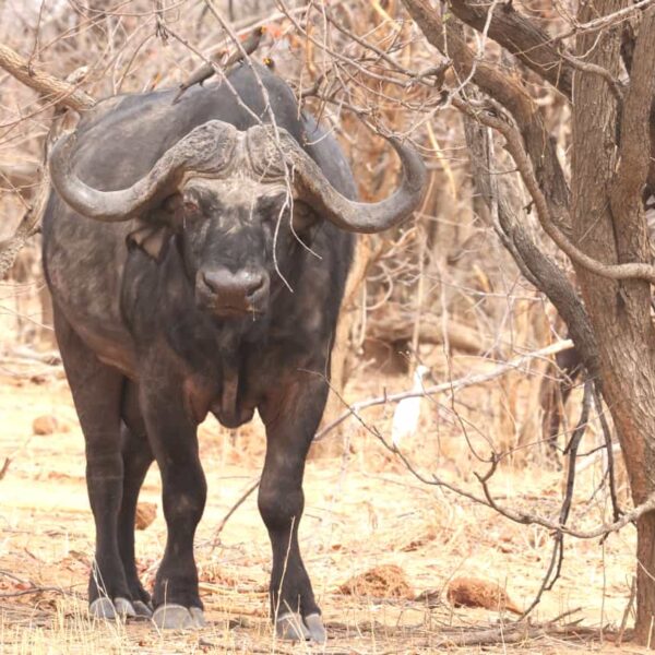 6 Days / 5 Nights Northern Tanzania Safari