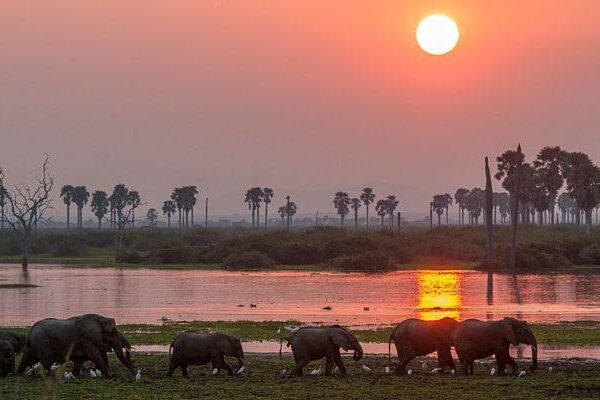 Luxury Safari